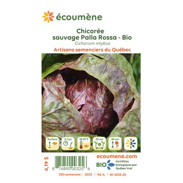 Semences biologiques - Chicorée sauvage palla rossa