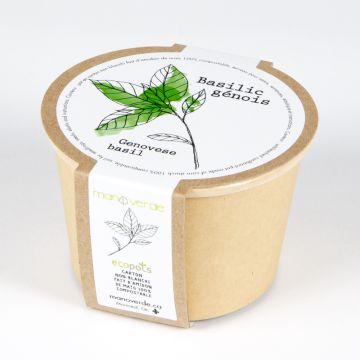 Minipot - Basilic génois pot compostable