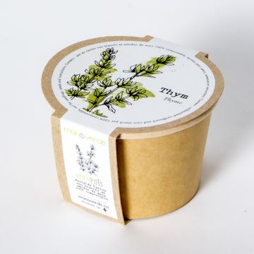 Minipot - Thym pot compostable
