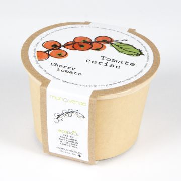 Minipot - Tomate cerise pot compostable