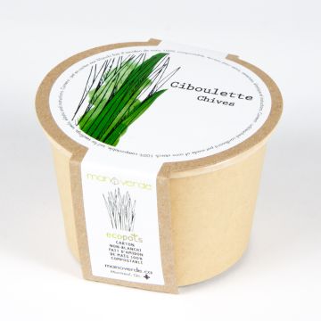 Minipot - Ciboulette pot compostable