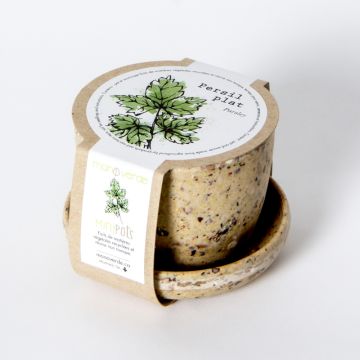 Minipot - Persil plat pot fibres café