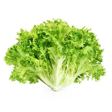 Laitue escarole biologique