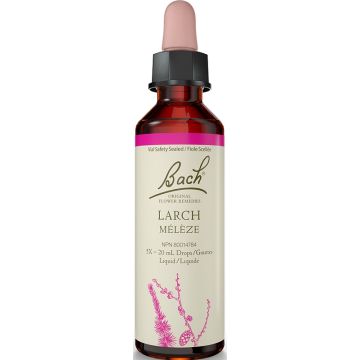 Fleur de Bach - Mélèze