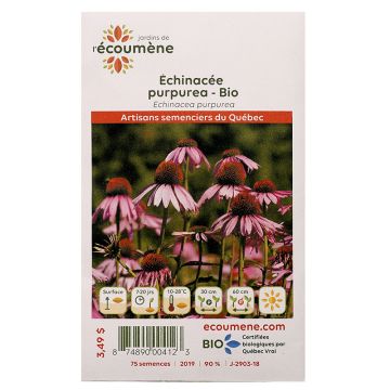 Herbacées biologiques - Échinacée purpurea  
