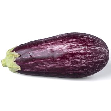 Aubergine grafitti biologique