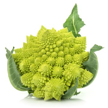 Chou fleur romanesco biologique
