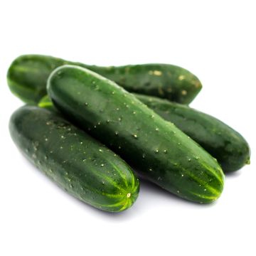 Concombre de champs biologique