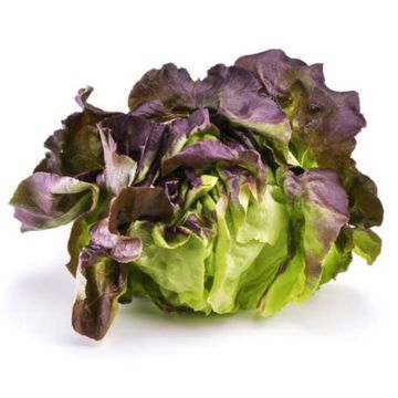 Laitue Boston rouge biologique