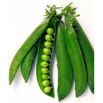 Pois sucrés biologiques  