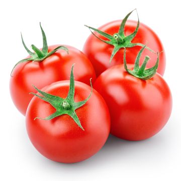 Tomates rouges de serre biologiques