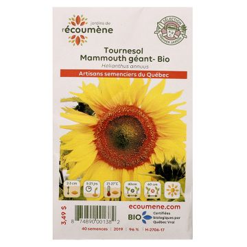 Herbacées biologiques  - Tournesol mammouth géant  