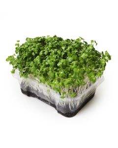 Micropousses de brocoli biologiques