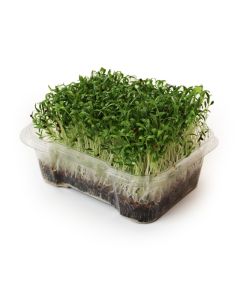 Micropousses de coriandre biologiques